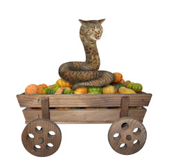 Fototapeta premium The beige cat snake is sitting on an old horse wooden cart full of pumpkins for Halloween. White background. Isolated.