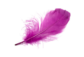Fluffy bird feather violet color in studio isolated on the white