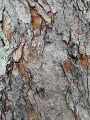 tree bark texture