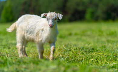 Naklejka na ściany i meble Close up of little goat grazing in green meadow.