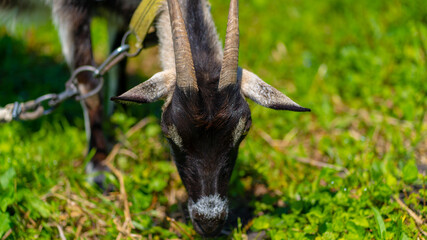 Close up of little goat grazing in green meadow.