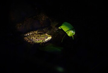 Green frog in spot light 