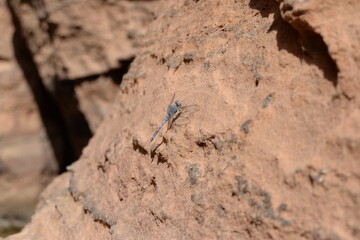 dragonfly on the rock