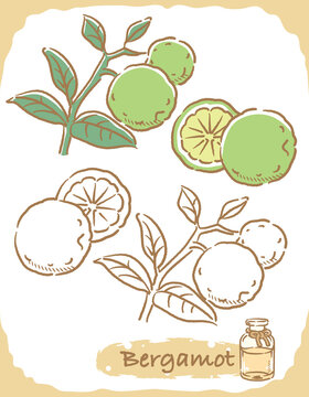 121 Best ベルガモット Images Stock Photos Vectors Adobe Stock