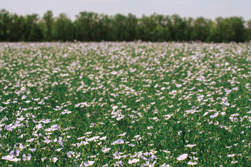 Background of blooming blue flax in a farm field