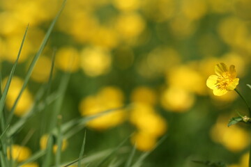 Yellow flower on green blur background