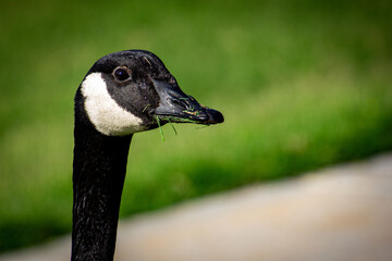 Canada Goose with grass in its bill