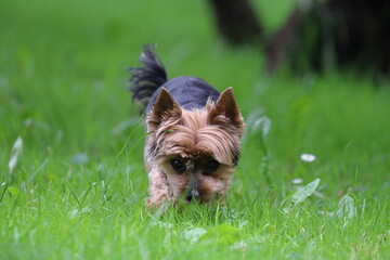 yorkshire terrier on green grass, dog portrait , poland