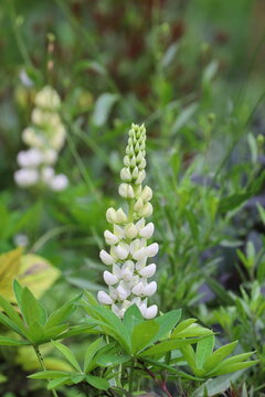 white flowers of a plant, lupinus albus