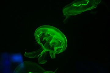 Nice green color jellyfish in saltwater sea aquarium on dark background