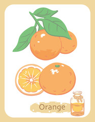 オレンジとエッセンシャルオイルの瓶のイラスト素材