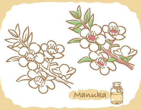 Leptospermum Scoparium Images Browse 613 Stock Photos Vectors And Video Adobe Stock