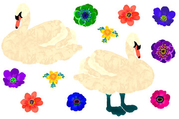 Set of illustrations with swans and summer flowers.