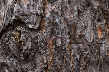 tree bark texture