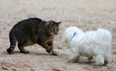 cat and dog