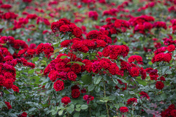 
Blooming red roses in spring.