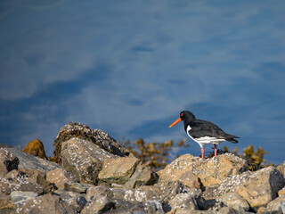 Eurasian oystercatcher on the rocks