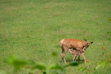 Mother doe with her fawn