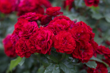 red roses in garden