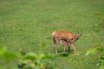 Mother doe with her fawn