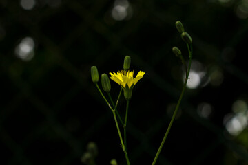 The Crepis Pulchra or Smallflower Hawksbeard reaching for the light on a shady embankment.