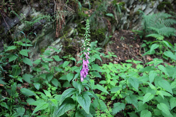 toxic pink red foxglove growing in the forest close up in undergrowth
