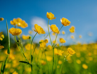 Obraz premium Background pattern. Yellow flowers in a field in Norway