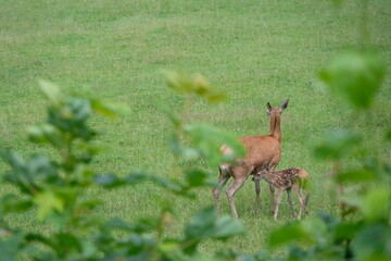 Mother doe with her fawn