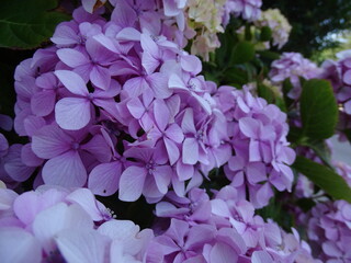 HERMOSO ARBUSTO CON FLORES DE COLOR MORADO. LAS HORTENSIAS.