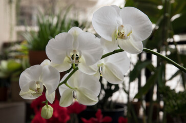 Fototapeta na wymiar Houseplant. Beautiful Phalaenopsis, also known as Butterfly orchid, white flowers with big petals, peduncle and flower bud, winter blooming in the balcony. 