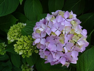 HORTENSIAS. ARBUSTO CON HERMOSAS Y VISTOSAS FLORES.