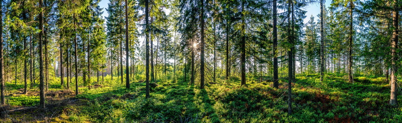 Beautiful panorama view from inside of Swedish forest through green forest trees under Sun rays. Scenic background picture of Scandinavian summer nature. © Alexandre Patchine