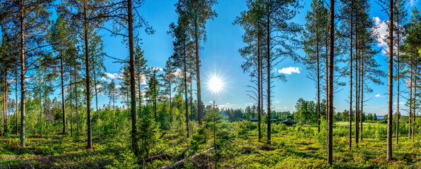 Beautiful panorama view at small Scandinavian village from inside of Swedish forest through green forest trees under Sun rays. Scenic background picture of Scandinavian summer nature.