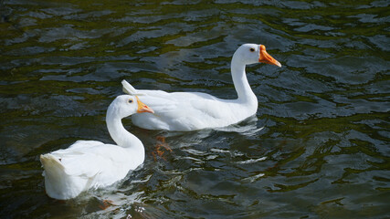 Obraz premium Domestic geese (Anser anser domesticus or Anser cygnoides domesticus)