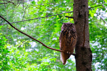 Big brown owl