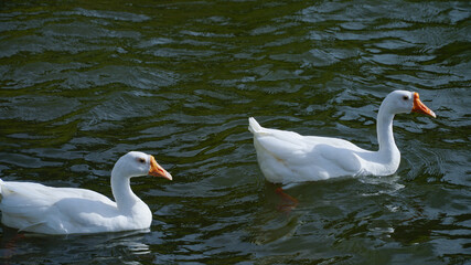 Domestic geese (Anser anser domesticus or Anser cygnoides domesticus)
