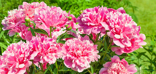 bush of pink flowers peonies flowering in garden