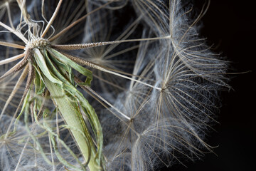 Beauty in Nature - Dandelion Going to Seed