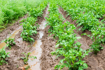 Fototapeta na wymiar Potatoes in furrows with water after heavy rain.