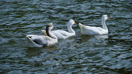 Domestic geese (Anser anser domesticus or Anser cygnoides domesticus)