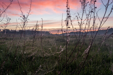 Large spider web on dry grass in the field. Sunrise through the web.