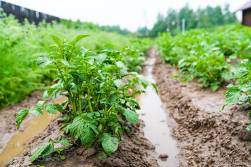 Potatoes in furrows with water after heavy rain.