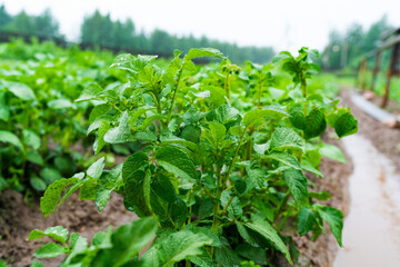 Potatoes in furrows with water after heavy rain.