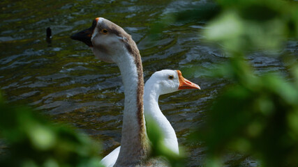 Domestic geese (Anser anser domesticus or Anser cygnoides domesticus)