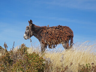 Brown donkey standing in the field, view from below