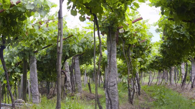 panning in green vineyard with stone posts