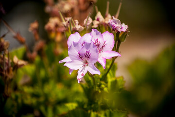Colorful flowers with blurred background in spring