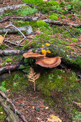 Forest Floor and Fungus in Autumn