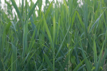green grass with water drops