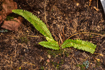 Fishbone, tuberous sword, tuber ladder, erect sword, narrow sword, ladder or herringbone fern (Nephrolepis cordifolia)